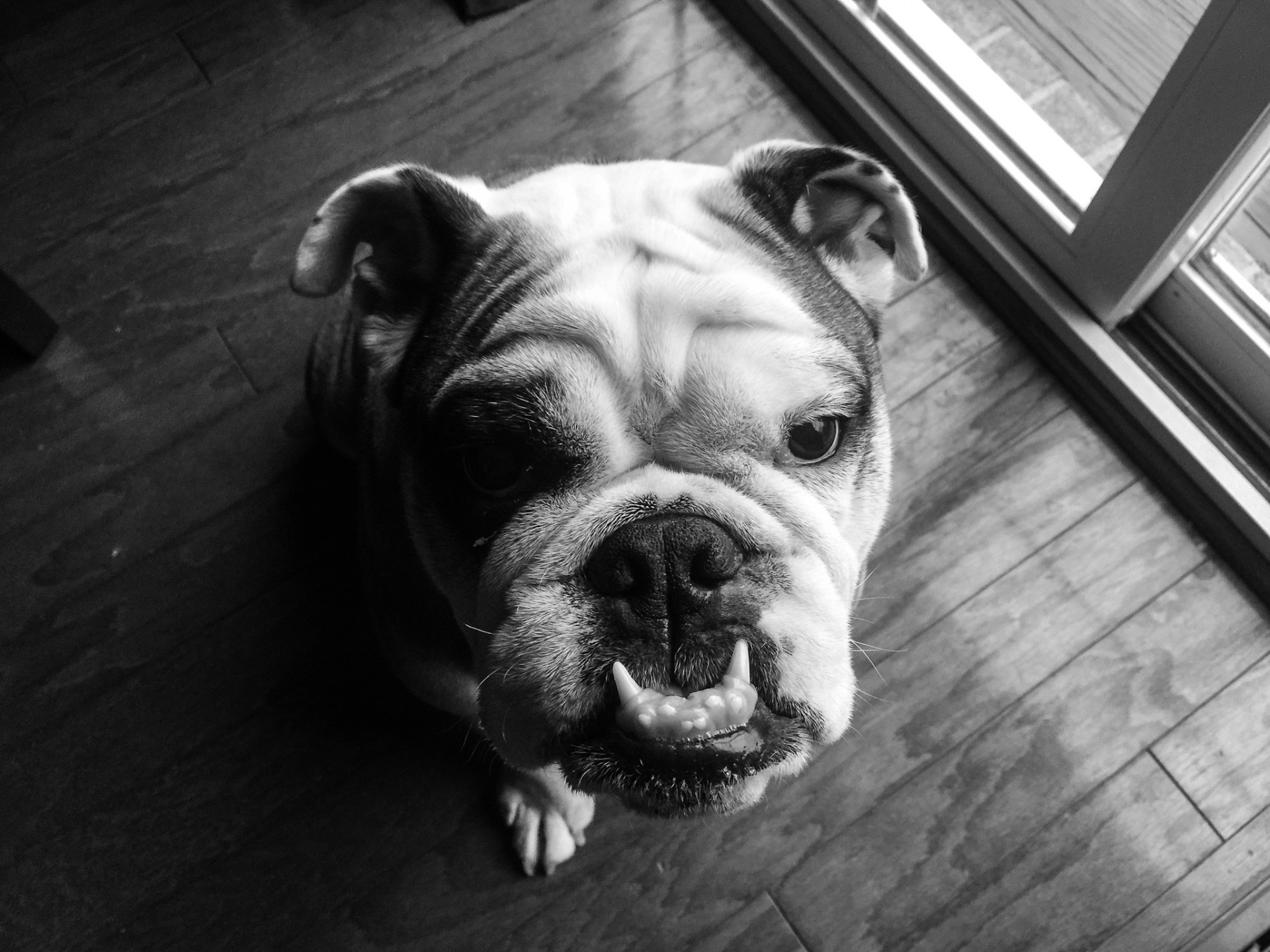 Tank the English Bulldog